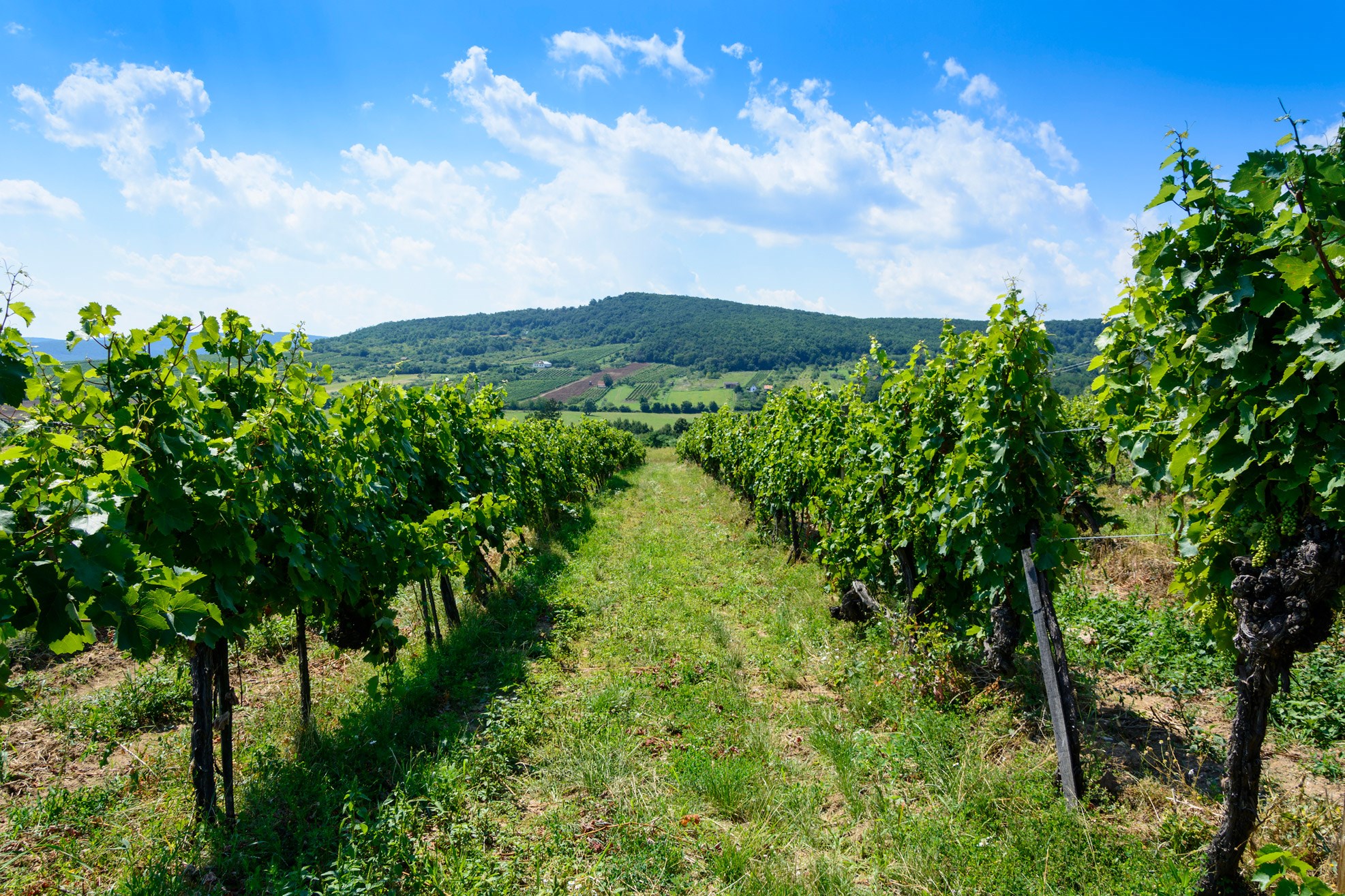 A Beginner’s Guide To Hungarian Wine | Destination Guides | Corinthia ...